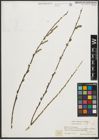 Foto von Salix purpurea L.